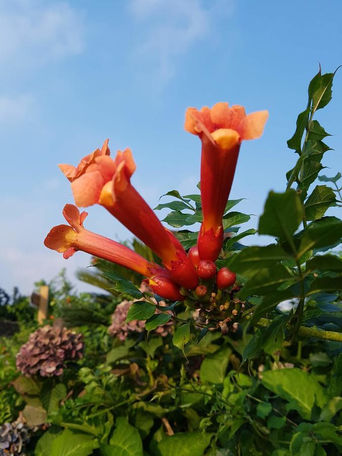 Jeju Eco Suites Согвипхо Экстерьер фото